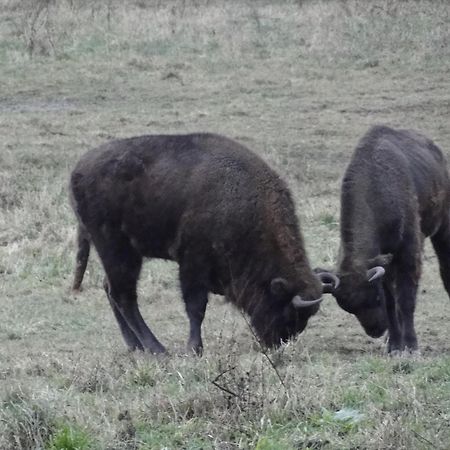 Agroturystyka Zywe Kruklanki Kültér fotó